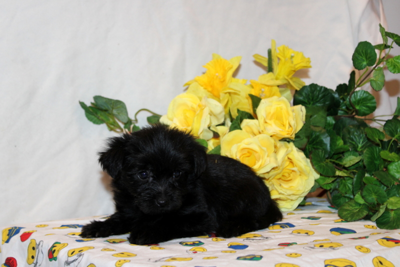 puppy, for, sale, Shorkie-Poo, Matthew B. Stoltzfus, dog, breeder, Gap, PA, dog-breeder, puppy-for-sale, forsale, nearby, find, puppyfind, locator, puppylocator, aca